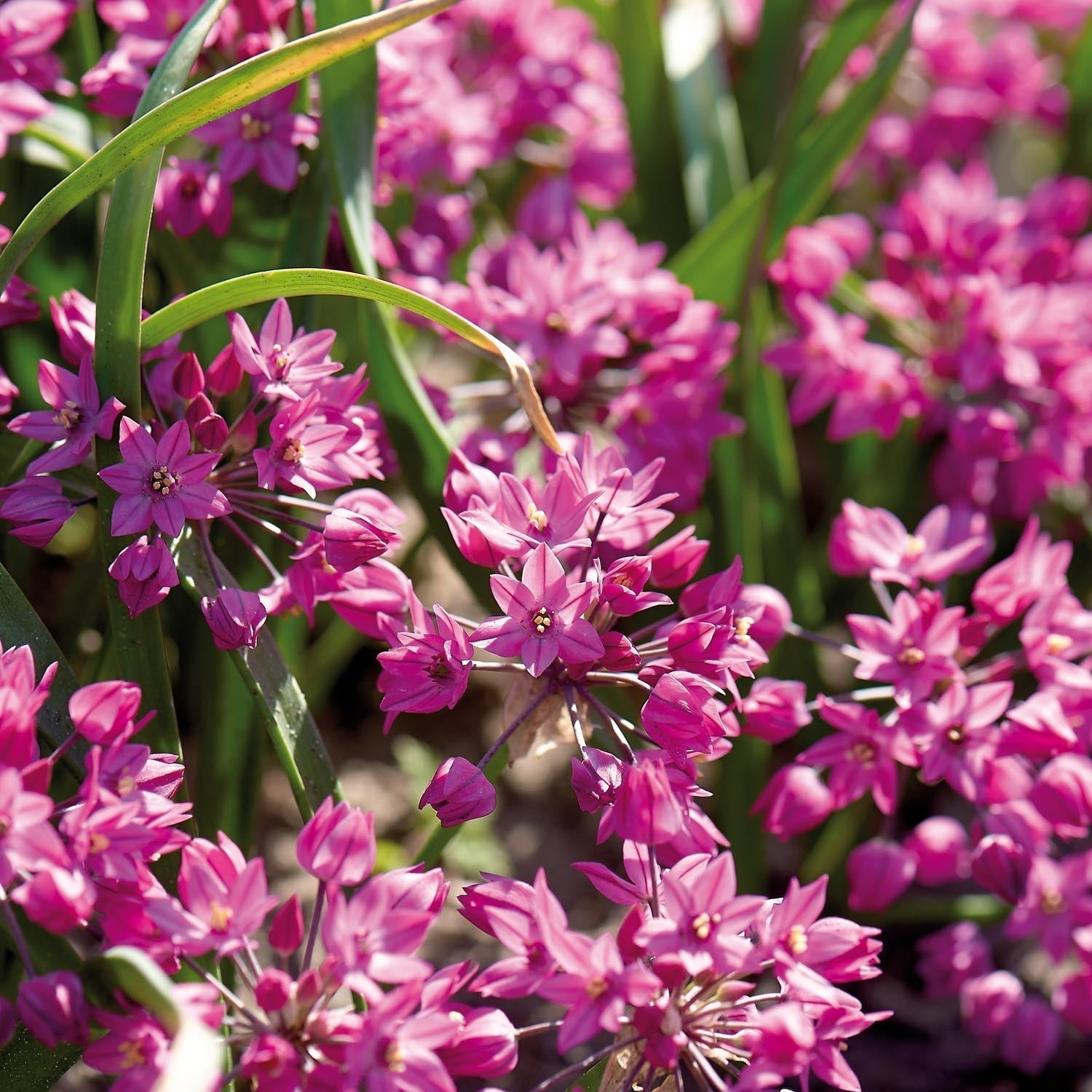 Czosnek ozdobny, Allium 'Baltimore'