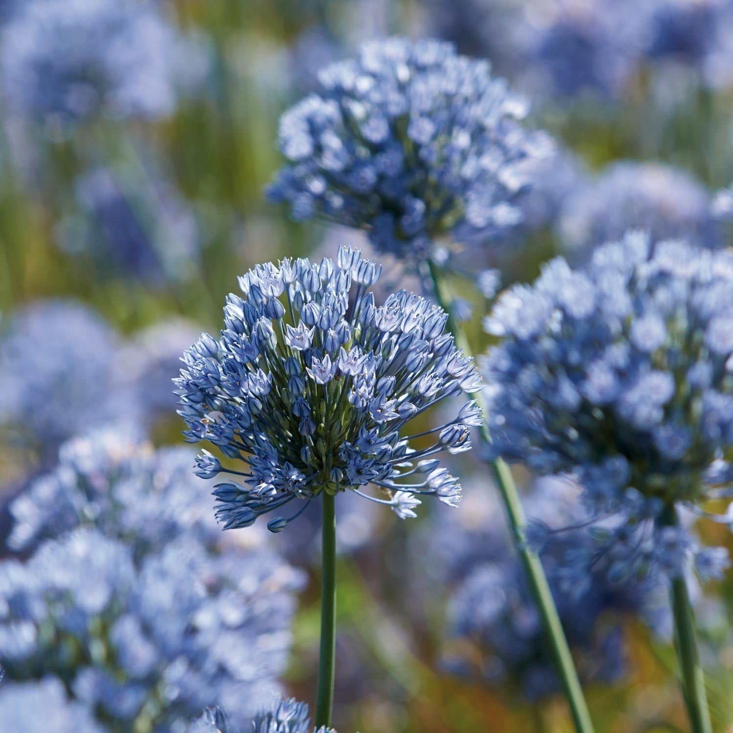 Czosnek ozdobny, Allium 'Caeruleum'