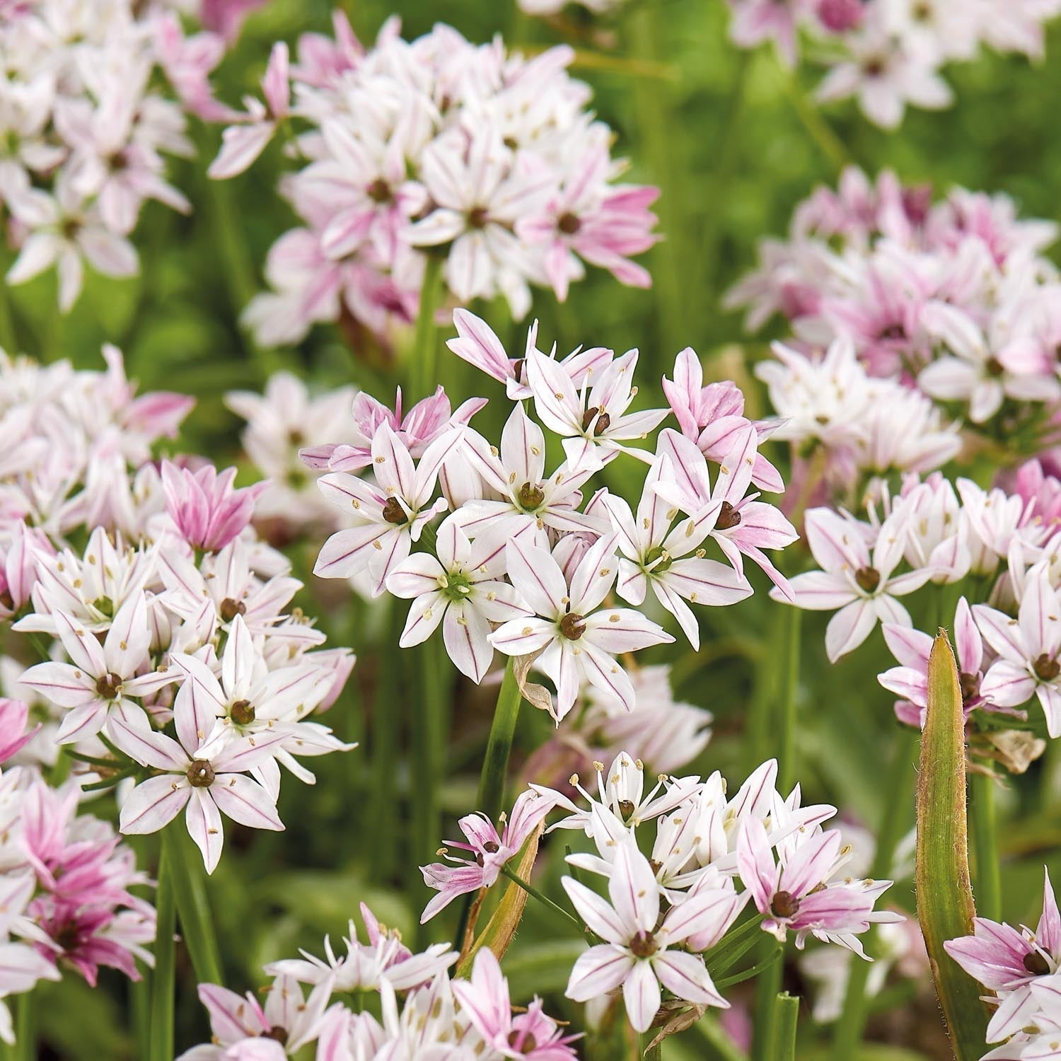 Czosnek ozdobny, Allium 'Cameleon'