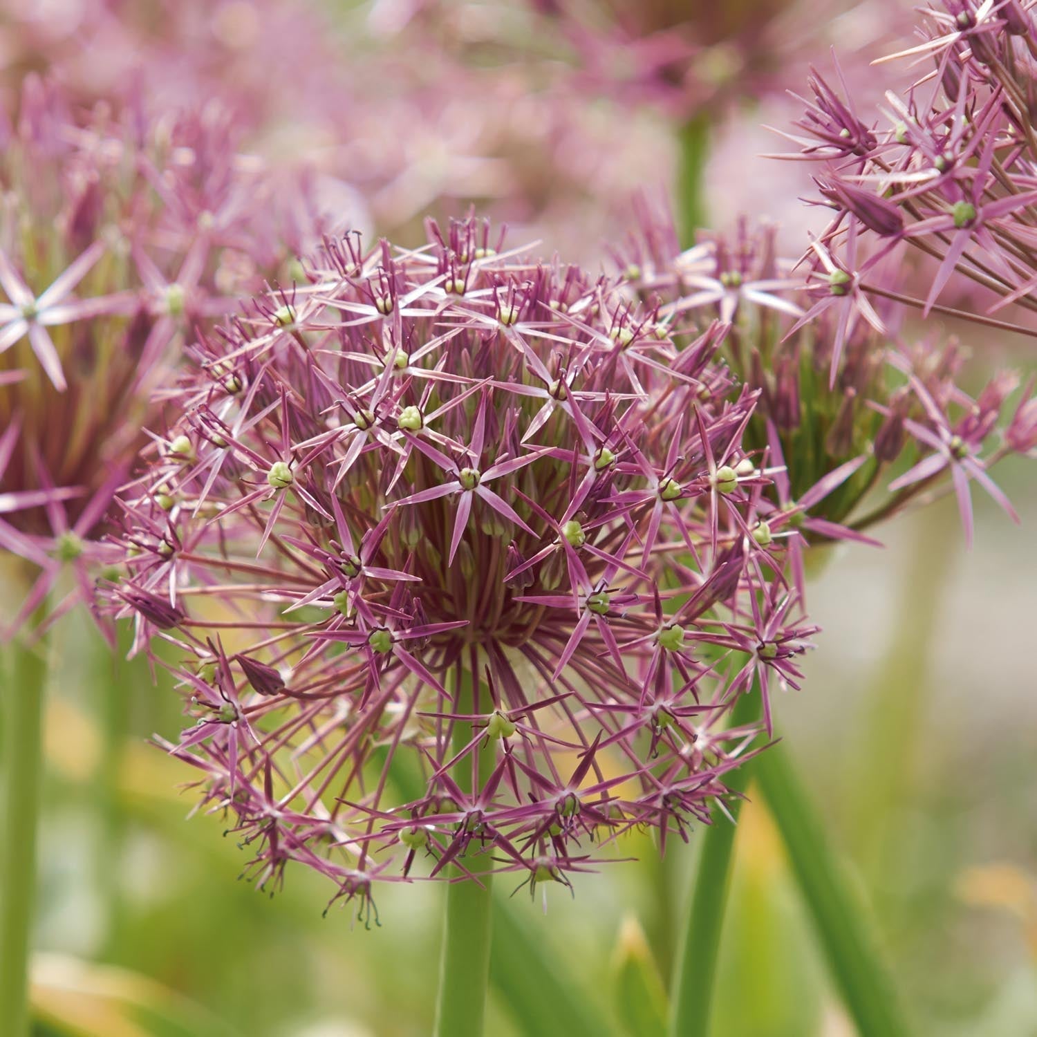 Czosnek ozdobny, Allium 'Christophii'