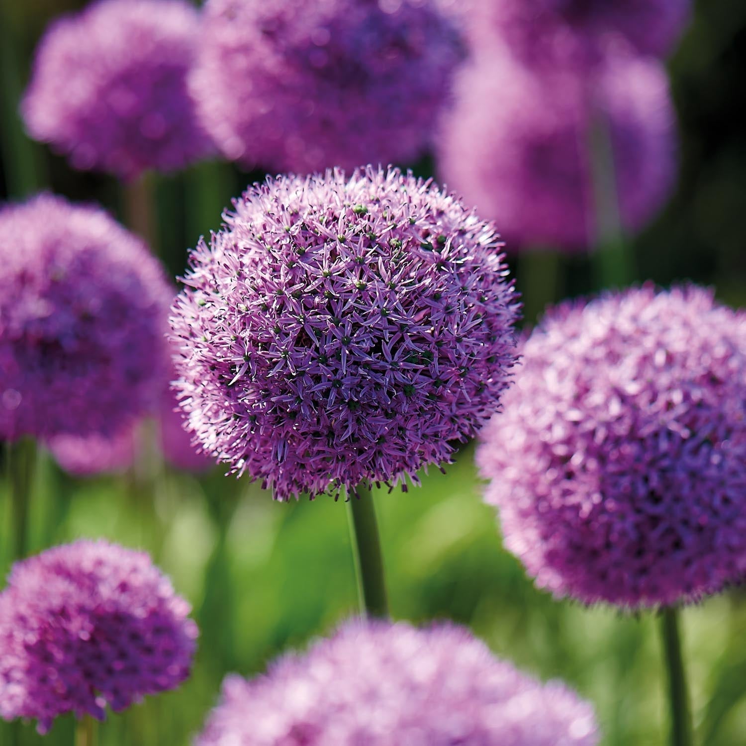 Czosnek ozdobny, Allium 'Gladiator'