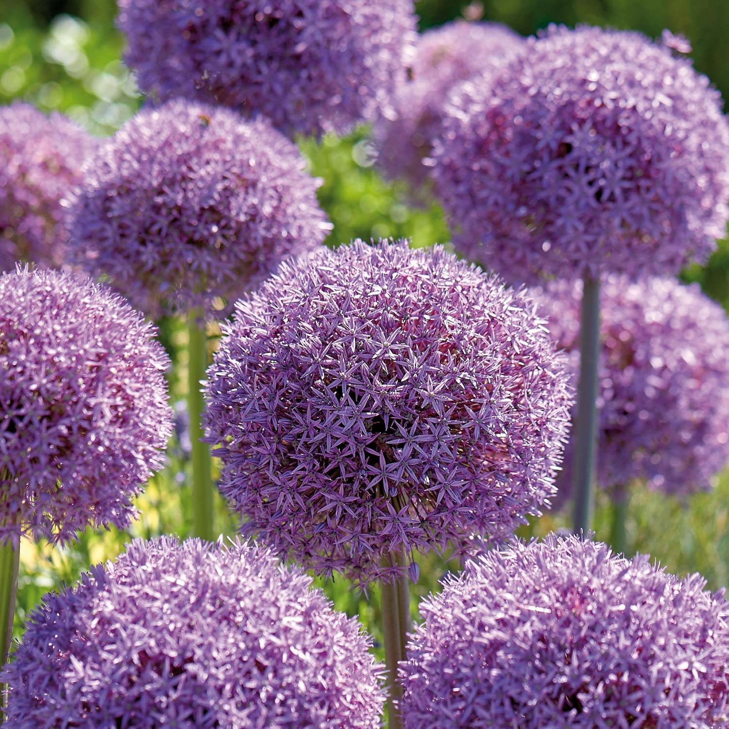 Czosnek ozdobny, Allium 'Globemaster'