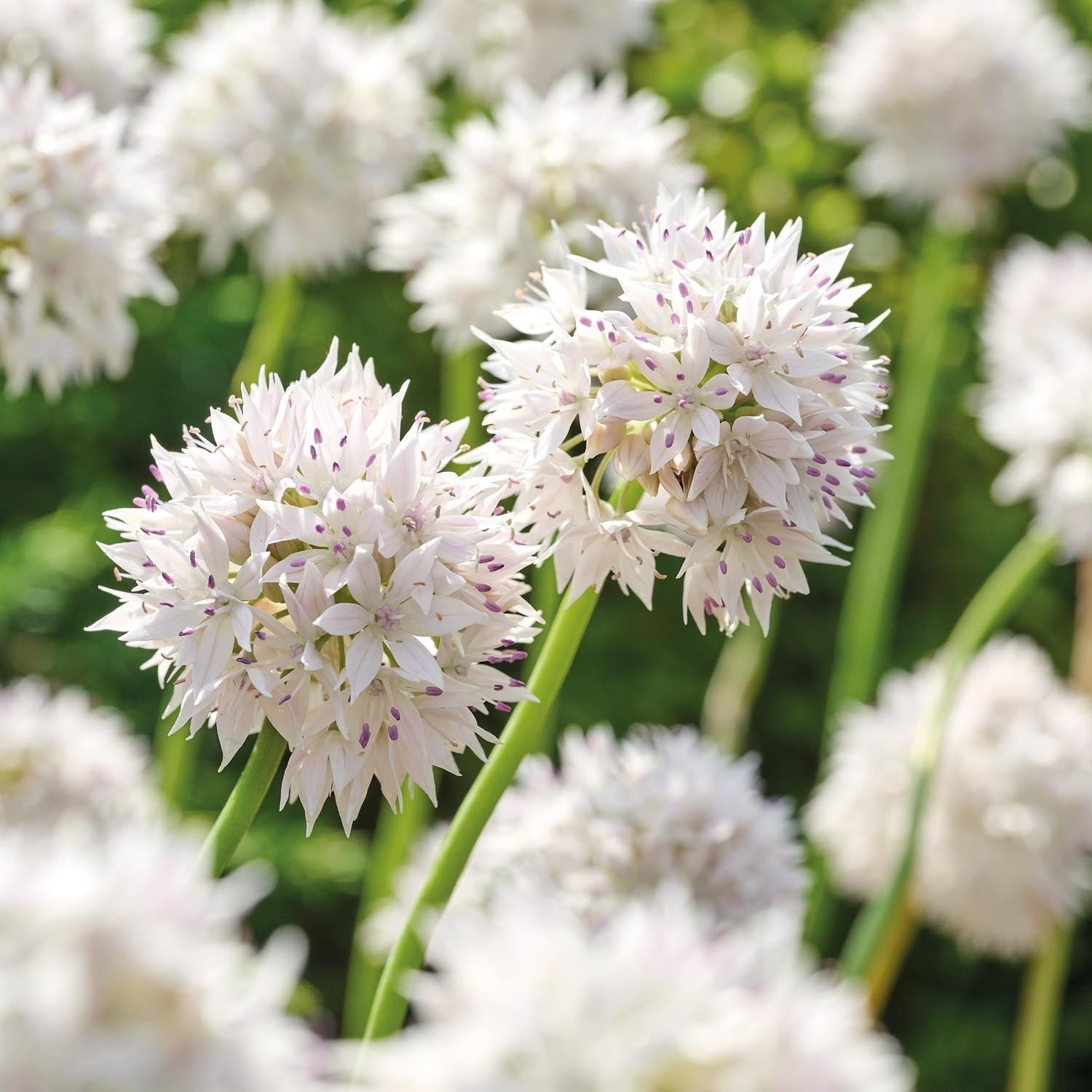 Czosnek ozdobny, Allium 'Graceful Beauty'