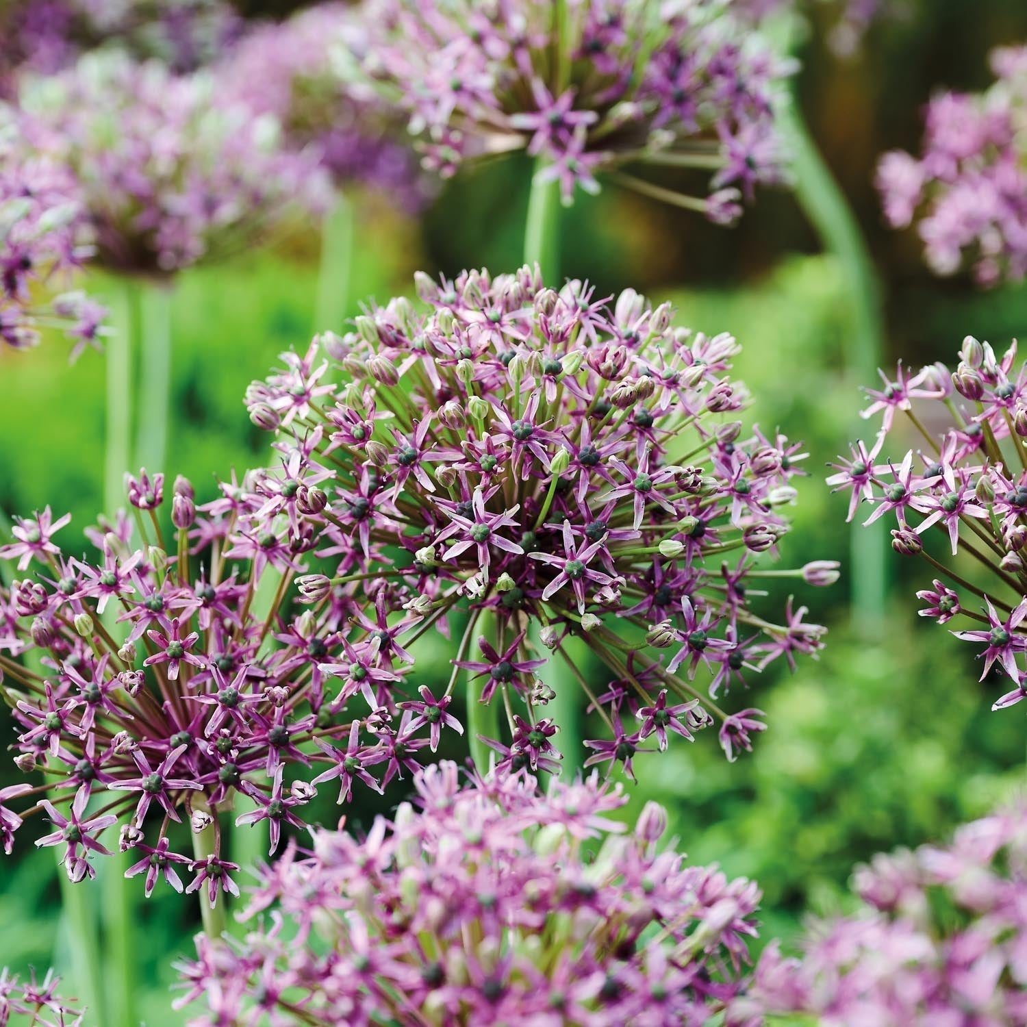 Czosnek ozdobny, Allium 'Miami'