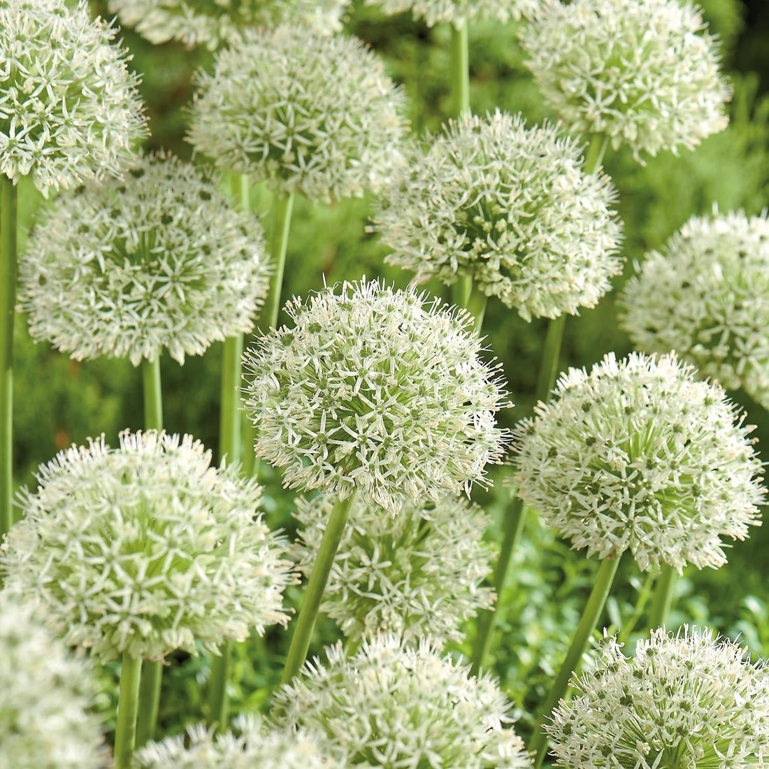 Czosnek ozdobny, Allium 'Mont Blanc'