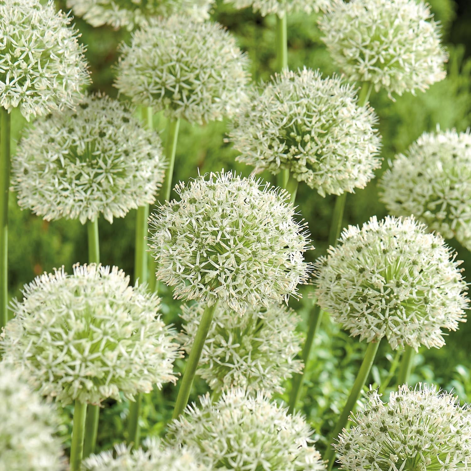 Czosnek ozdobny, Allium 'Mont Blanc'