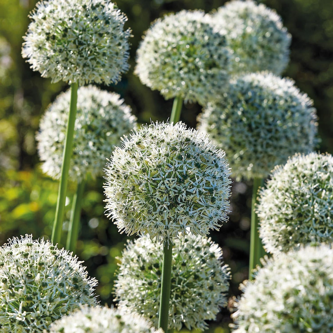 Czosnek ozdobny, Allium 'Mount Everest'