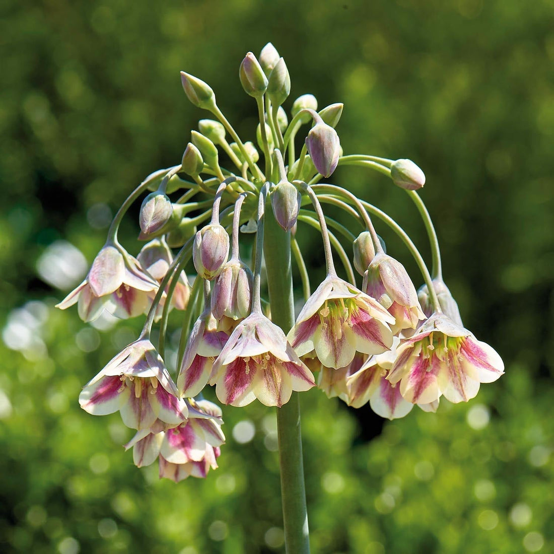 Czosnek ozdobny, Allium 'Nectaroscordum/Bulgaricum'
