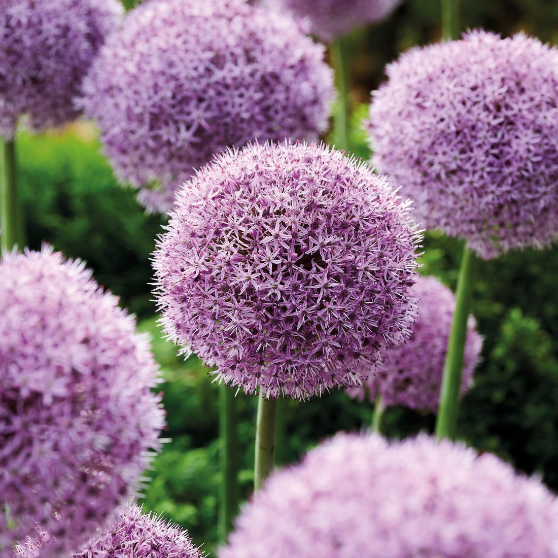 Czosnek ozdobny, Allium 'Party Balloons'