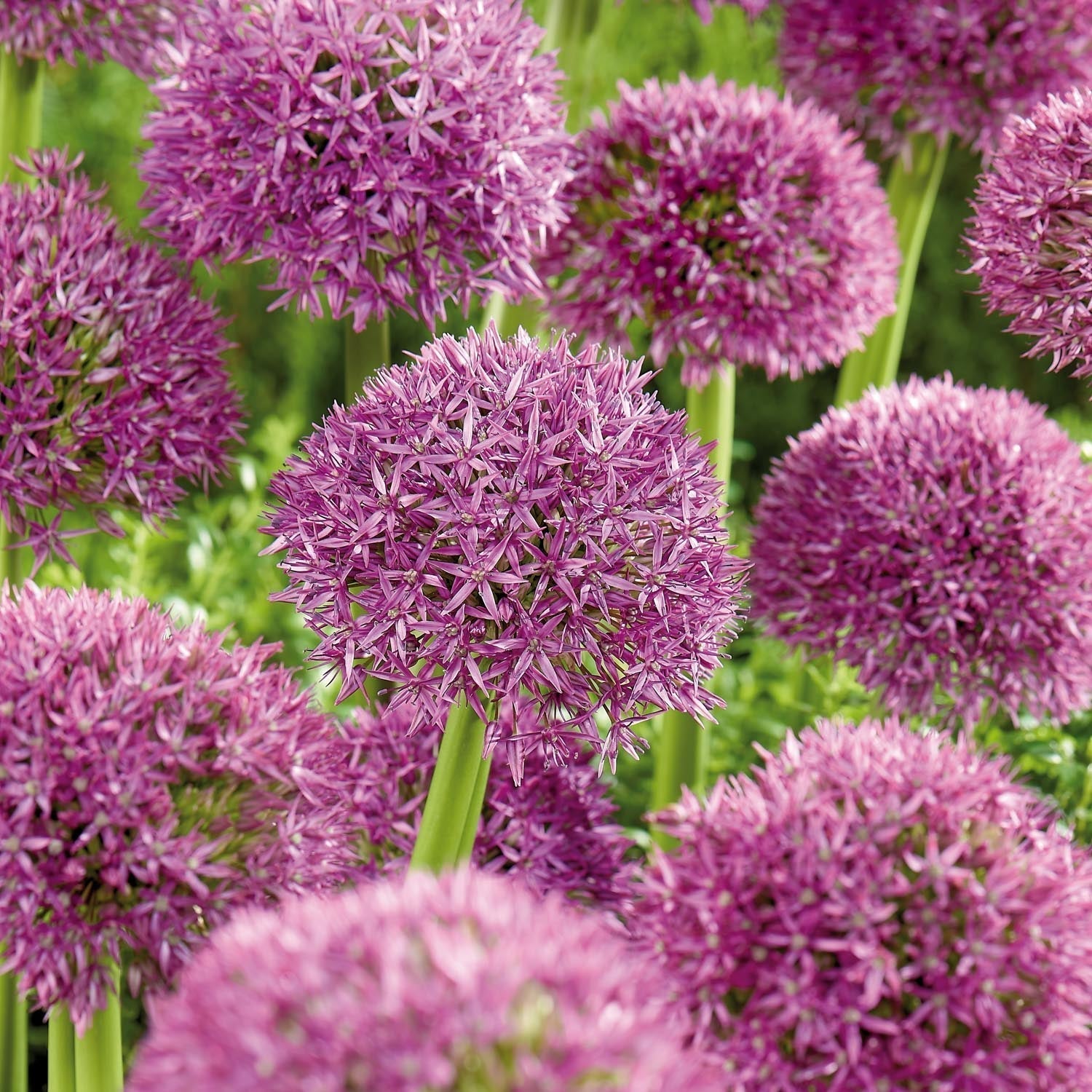 Czosnek ozdobny, Allium 'Pinball Wizard'