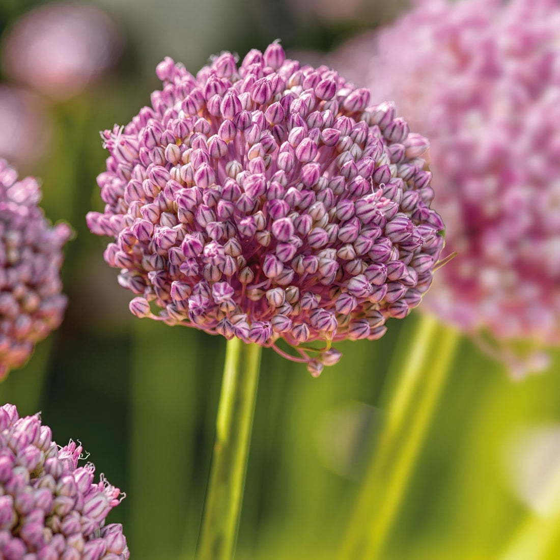 Czosnek ozdobny, Allium 'Ping Pong'