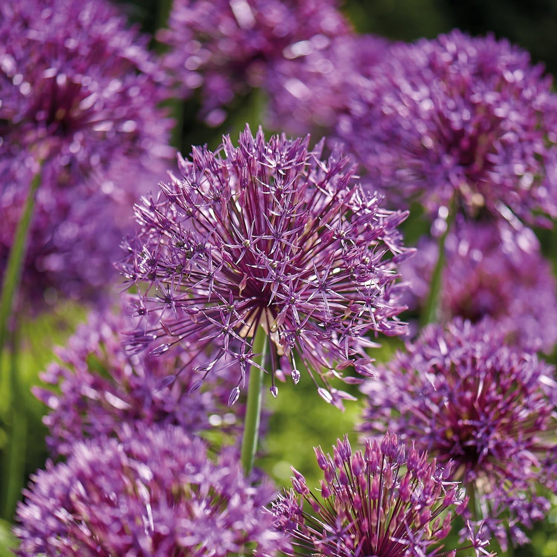 Czosnek ozdobny, Allium 'Purple Rain'