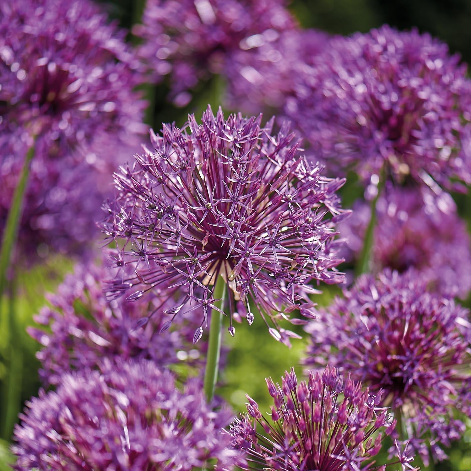 Czosnek ozdobny, Allium 'Purple Rain'