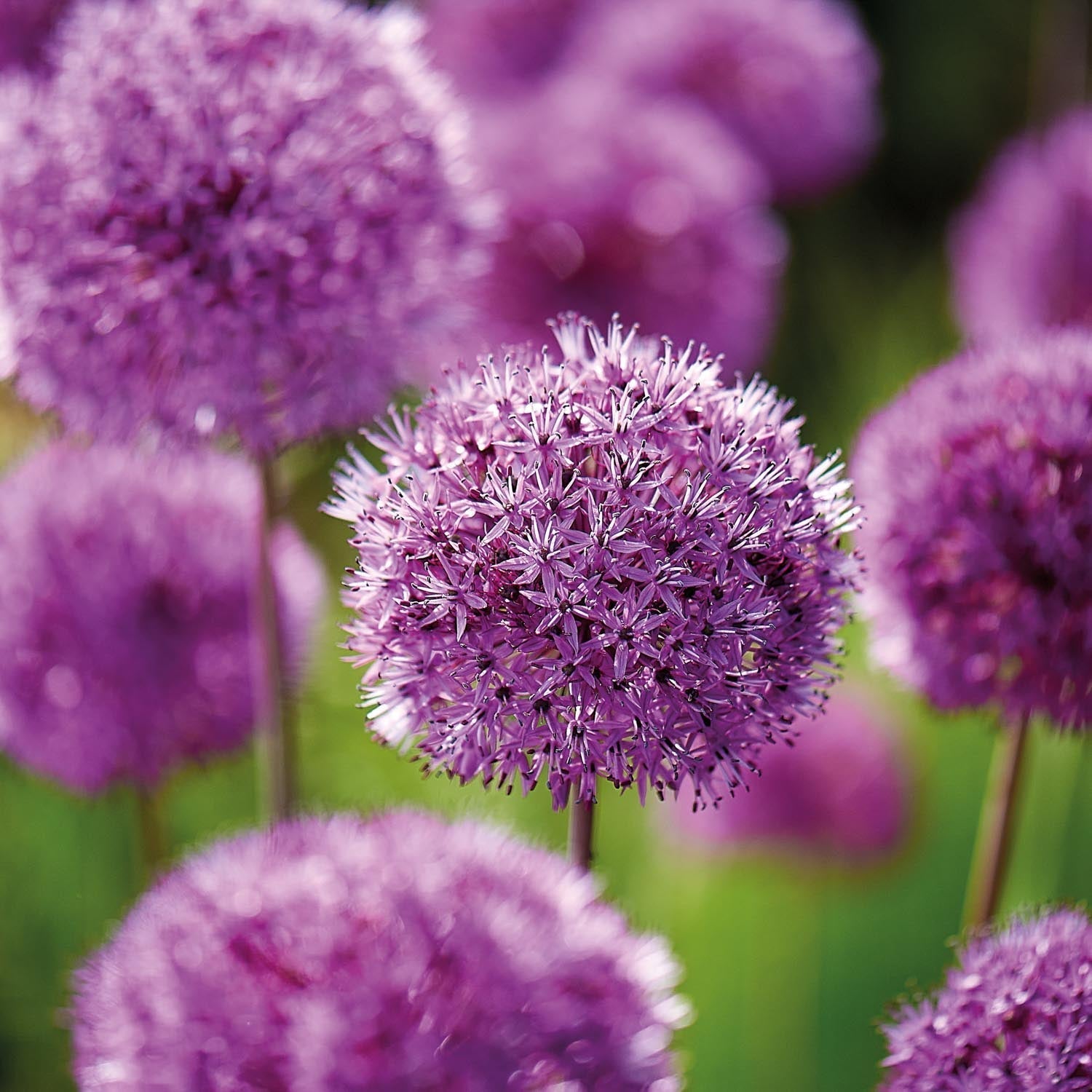 Czosnek ozdobny, Allium 'Purple Sensation'