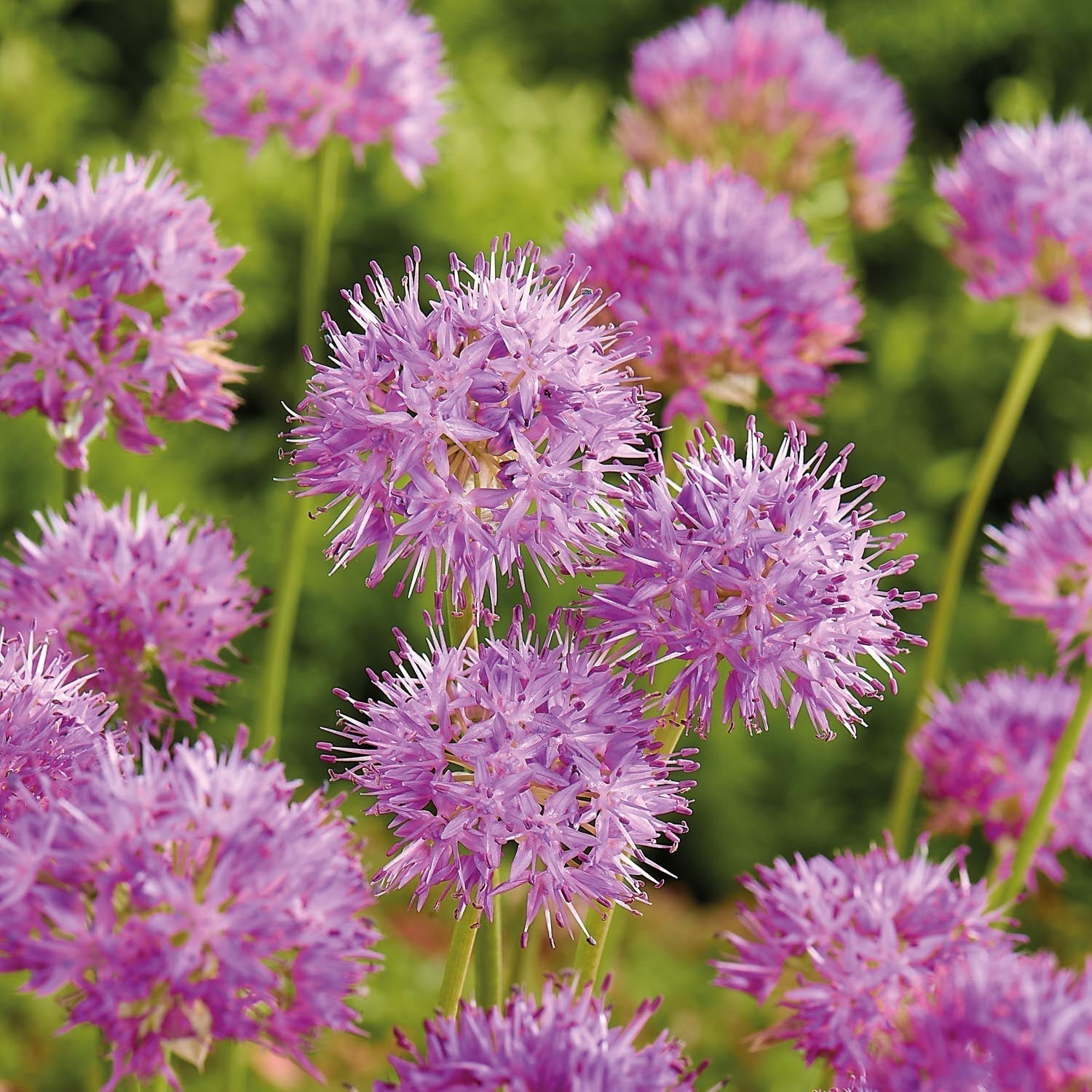 Czosnek ozdobny, Allium 'Rosy Dream'