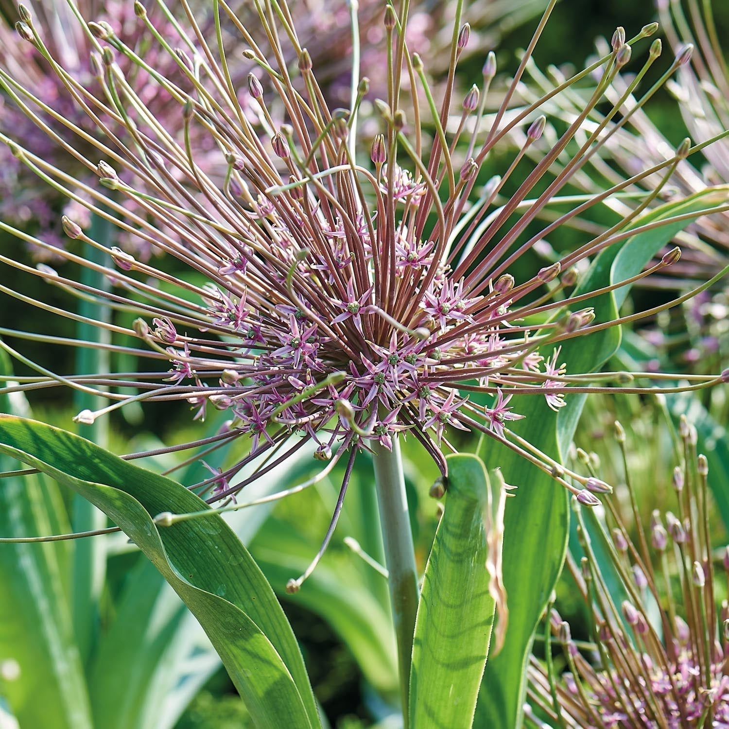 Czosnek ozdobny, Allium 'Schubertii'