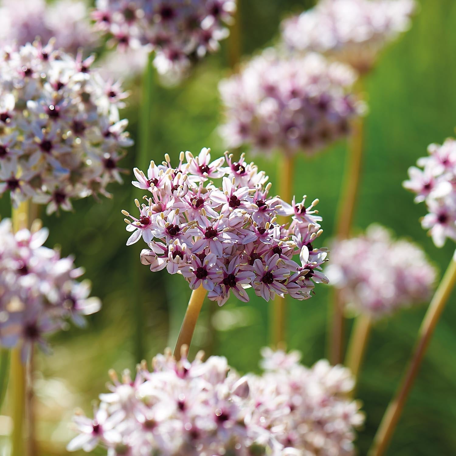 Czosnek ozdobny, Allium 'Silver Spring'
