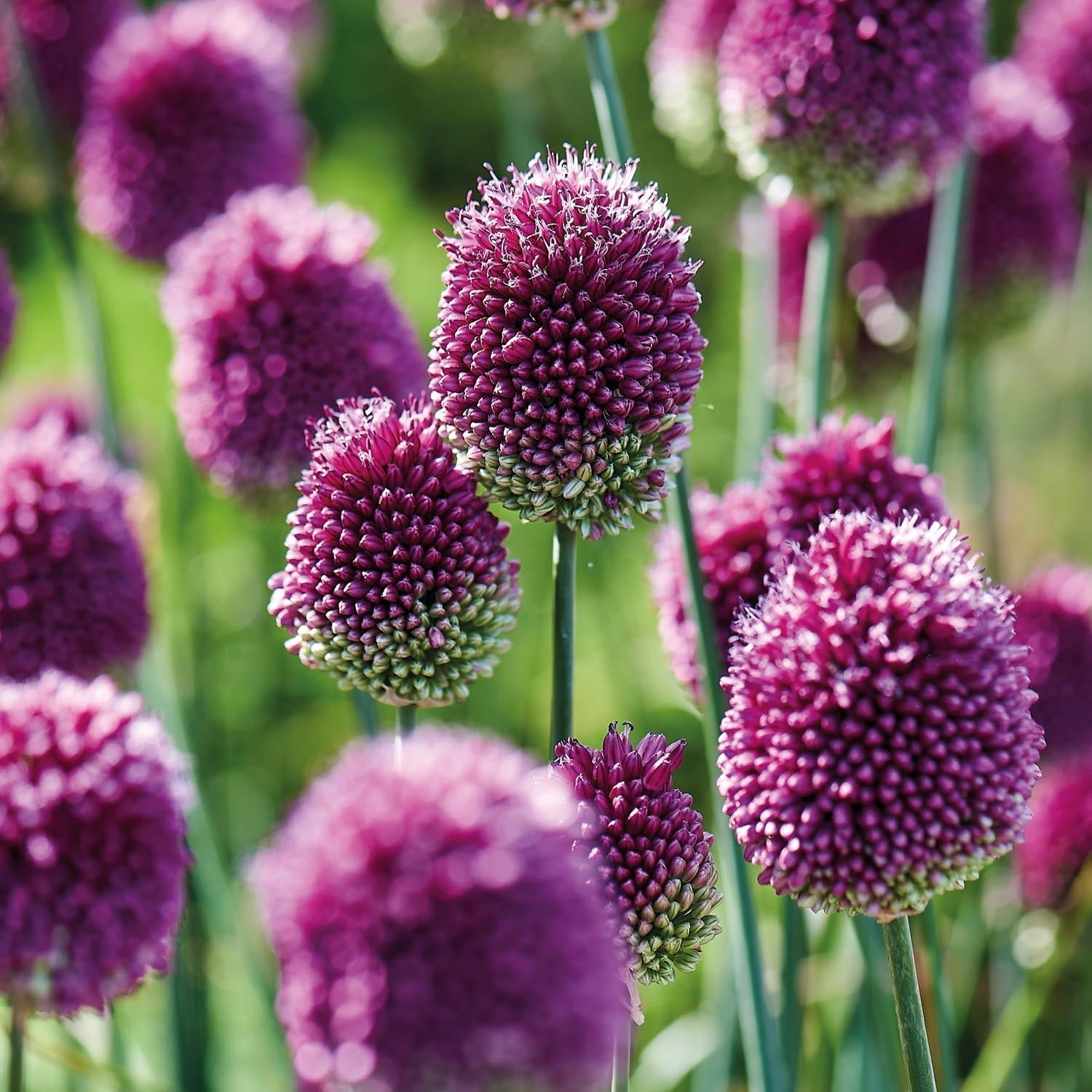 Czosnek ozdobny, Allium 'Sphaerocephalon'
