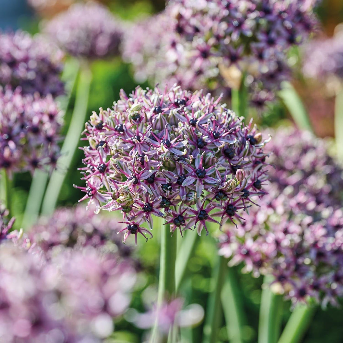 Czosnek ozdobny, Allium 'Starlight'