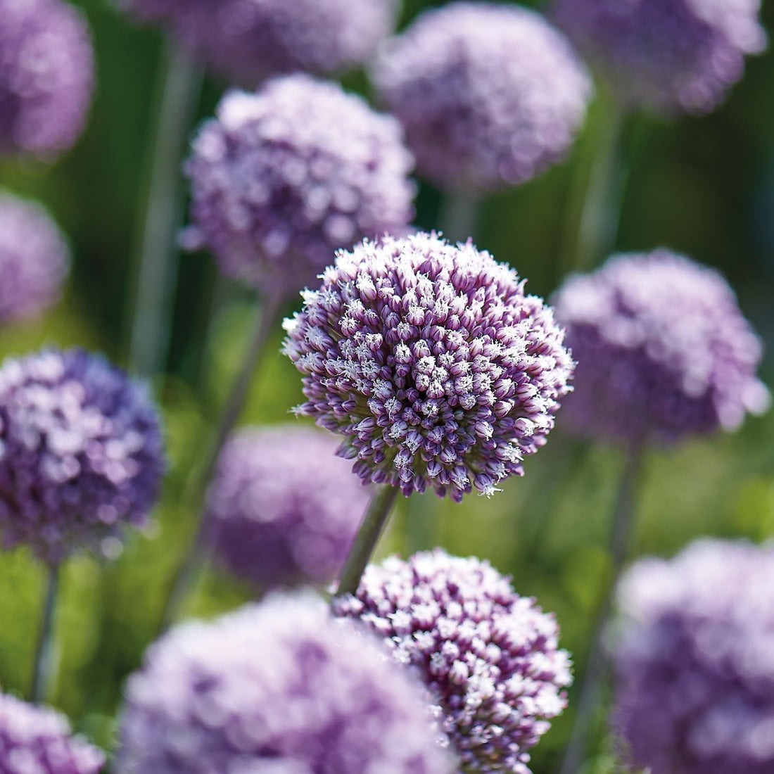 Czosnek ozdobny, Allium 'Summer Drummer'