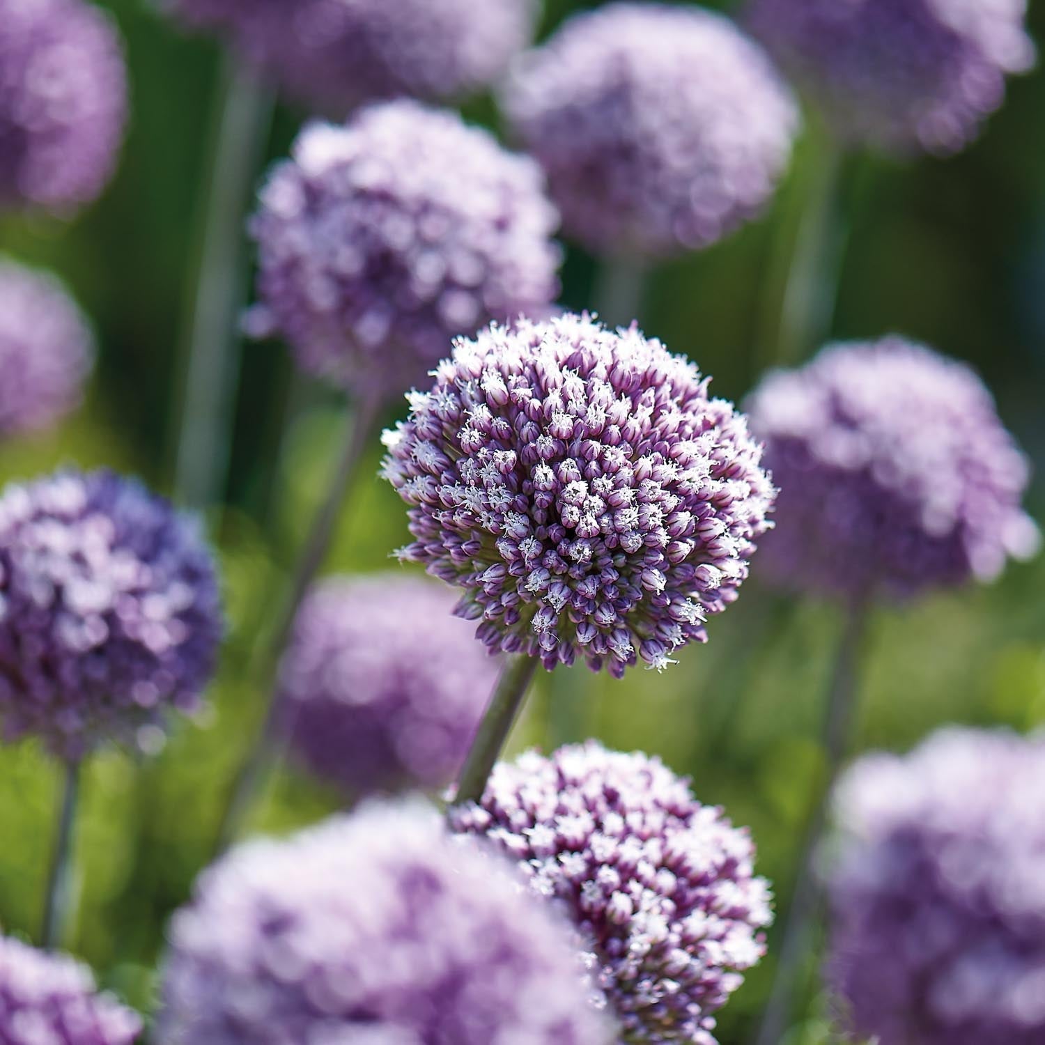 Czosnek ozdobny, Allium 'Summer Drummer'