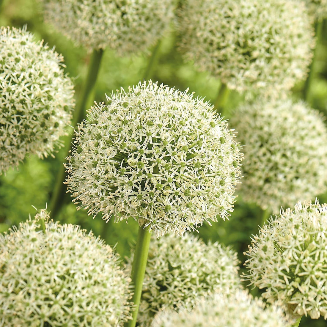 Czosnek ozdobny, Allium 'White Giant'