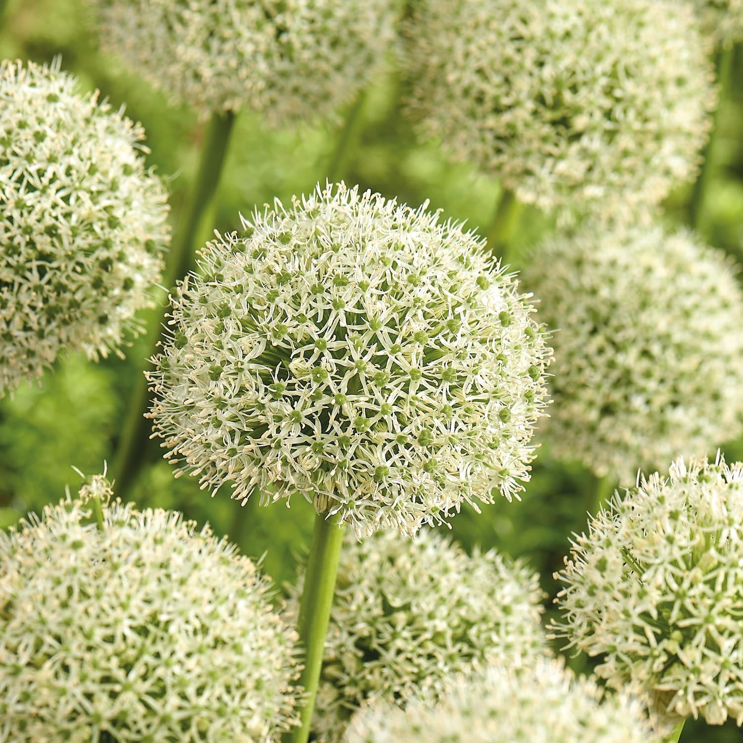 Czosnek ozdobny, Allium 'White Giant'
