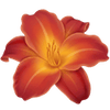 Liliowiec goły korzeń / Hemerocallis