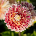 Dalia 'Akita'