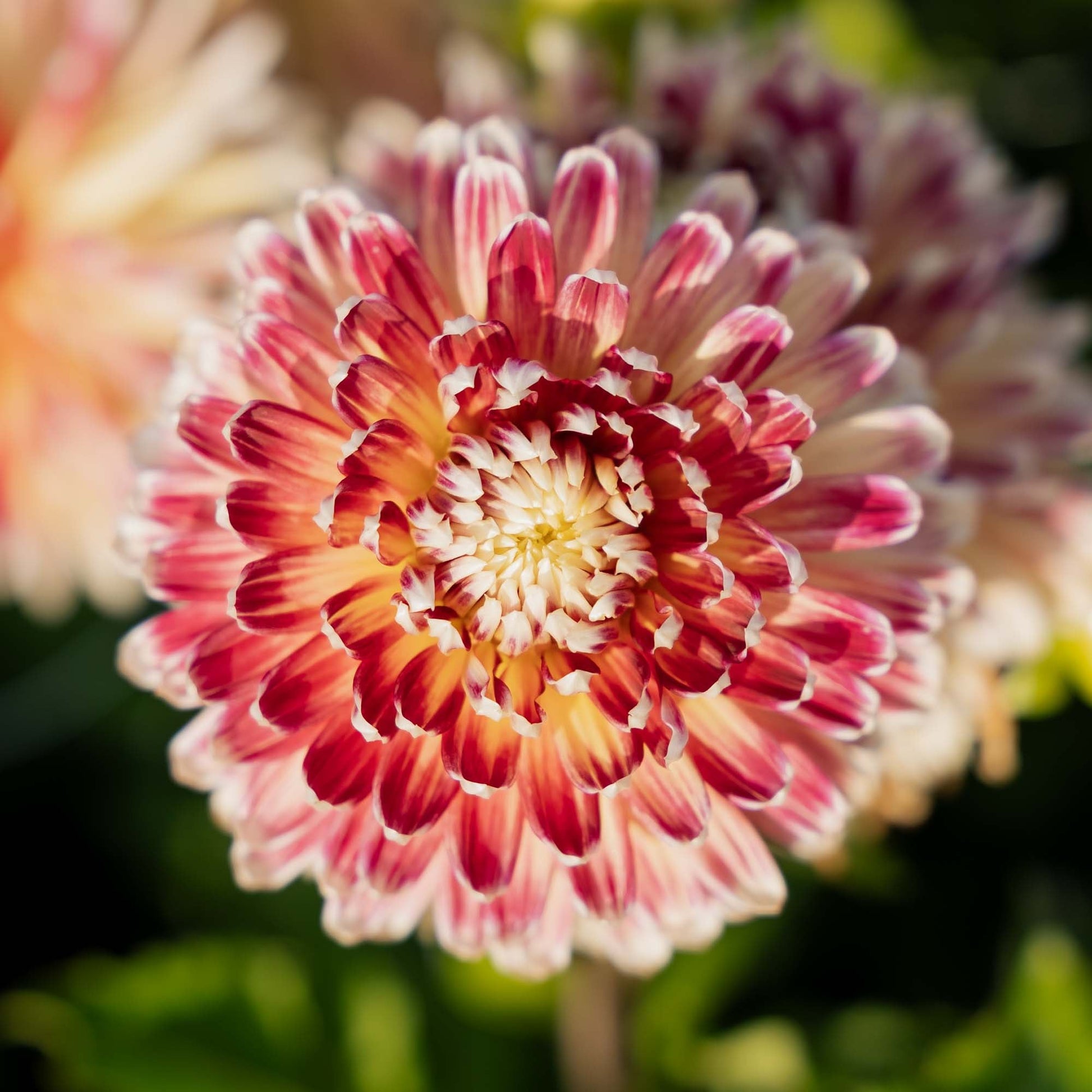 Dalia 'Akita'
