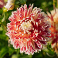 Dalia 'Akita'