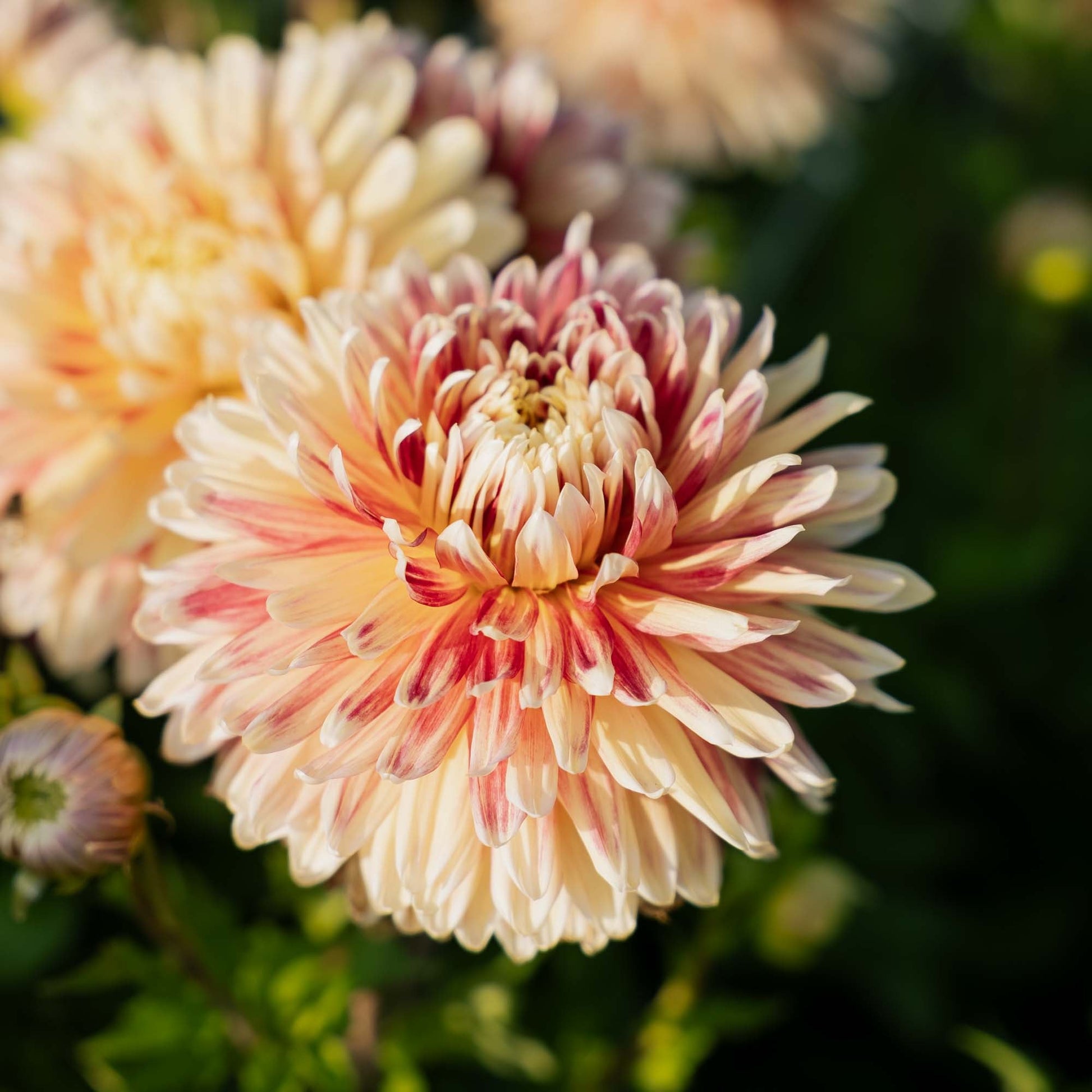 Dalia 'Akita'
