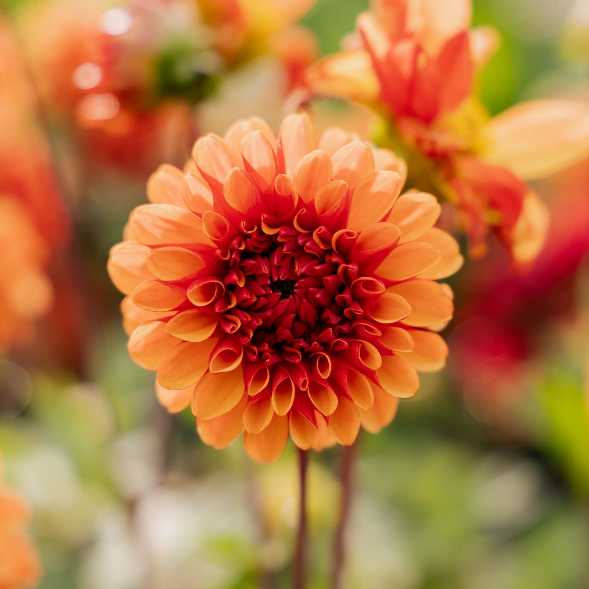 Dalia 'American Sunset'