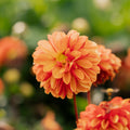 Dalia 'American Sunset'
