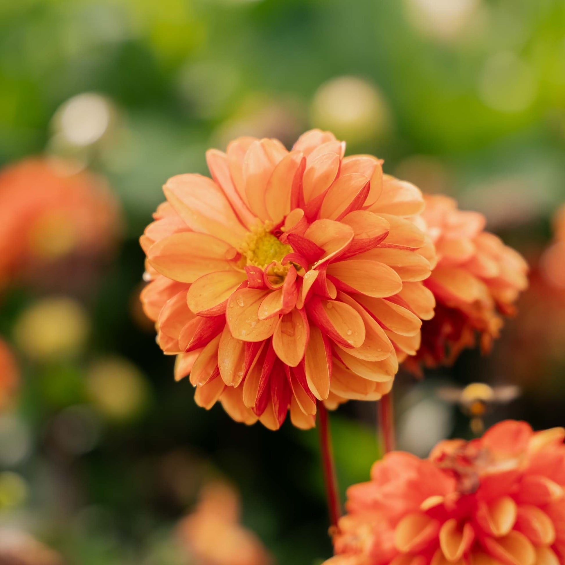 Dalia 'American Sunset'