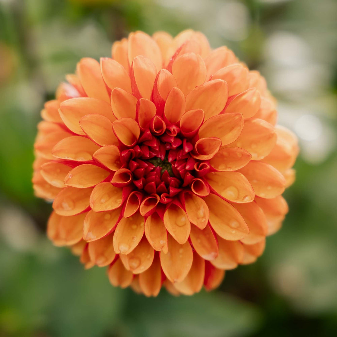 Dalia 'American Sunset'