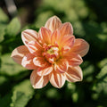 Dalia 'Apricot Desire'