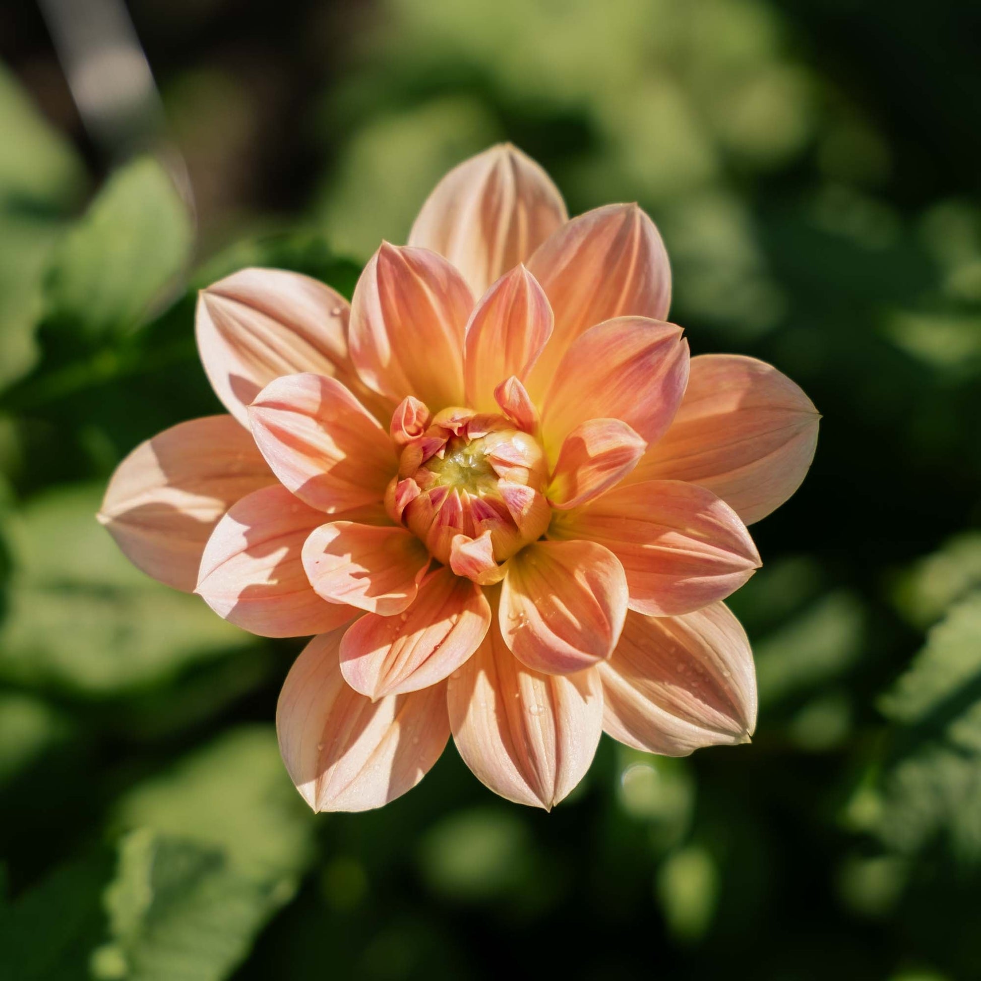 Dalia 'Apricot Desire'