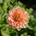 Dalia 'Apricot Desire'