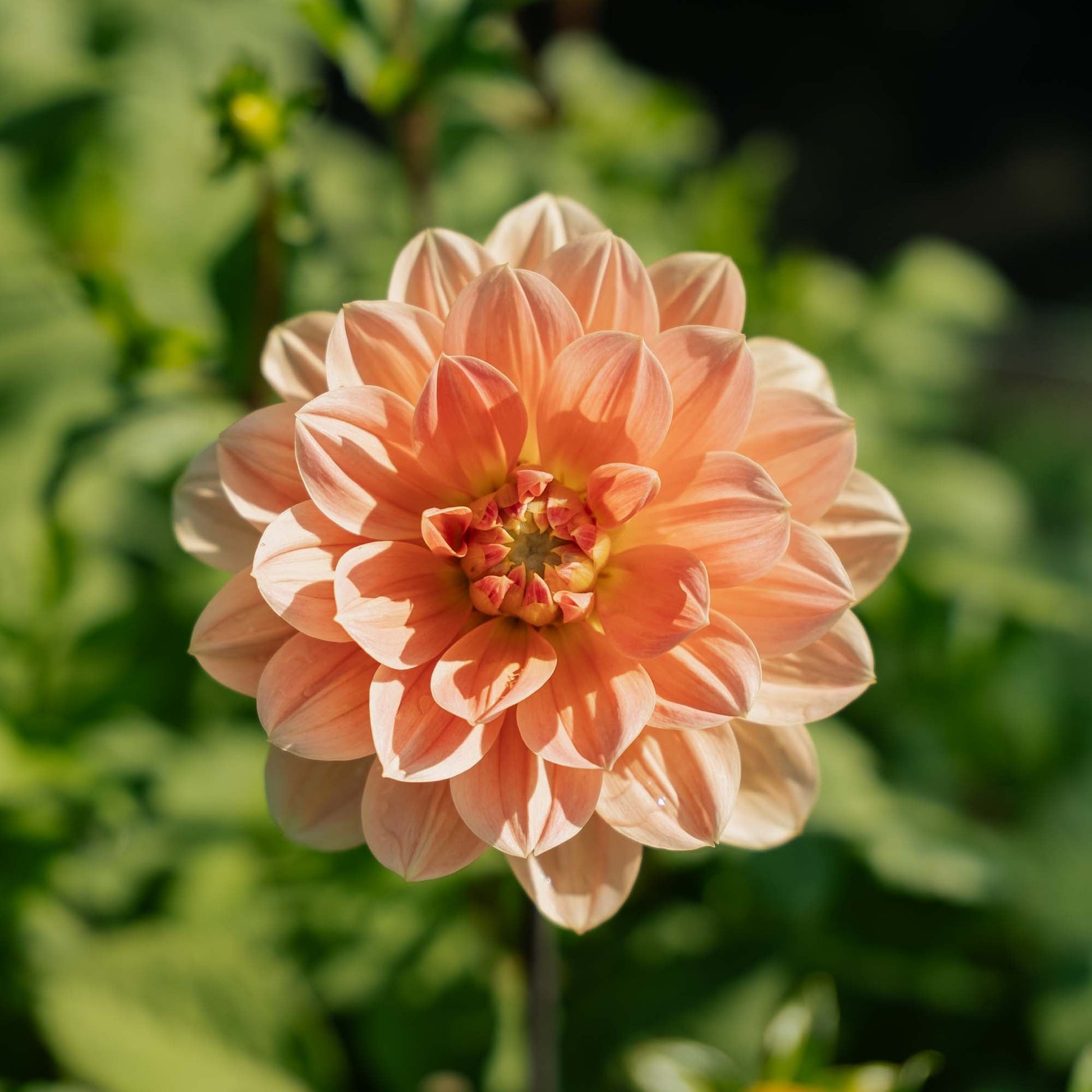 Dalia 'Apricot Desire'