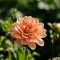 Dalia 'Apricot Desire'