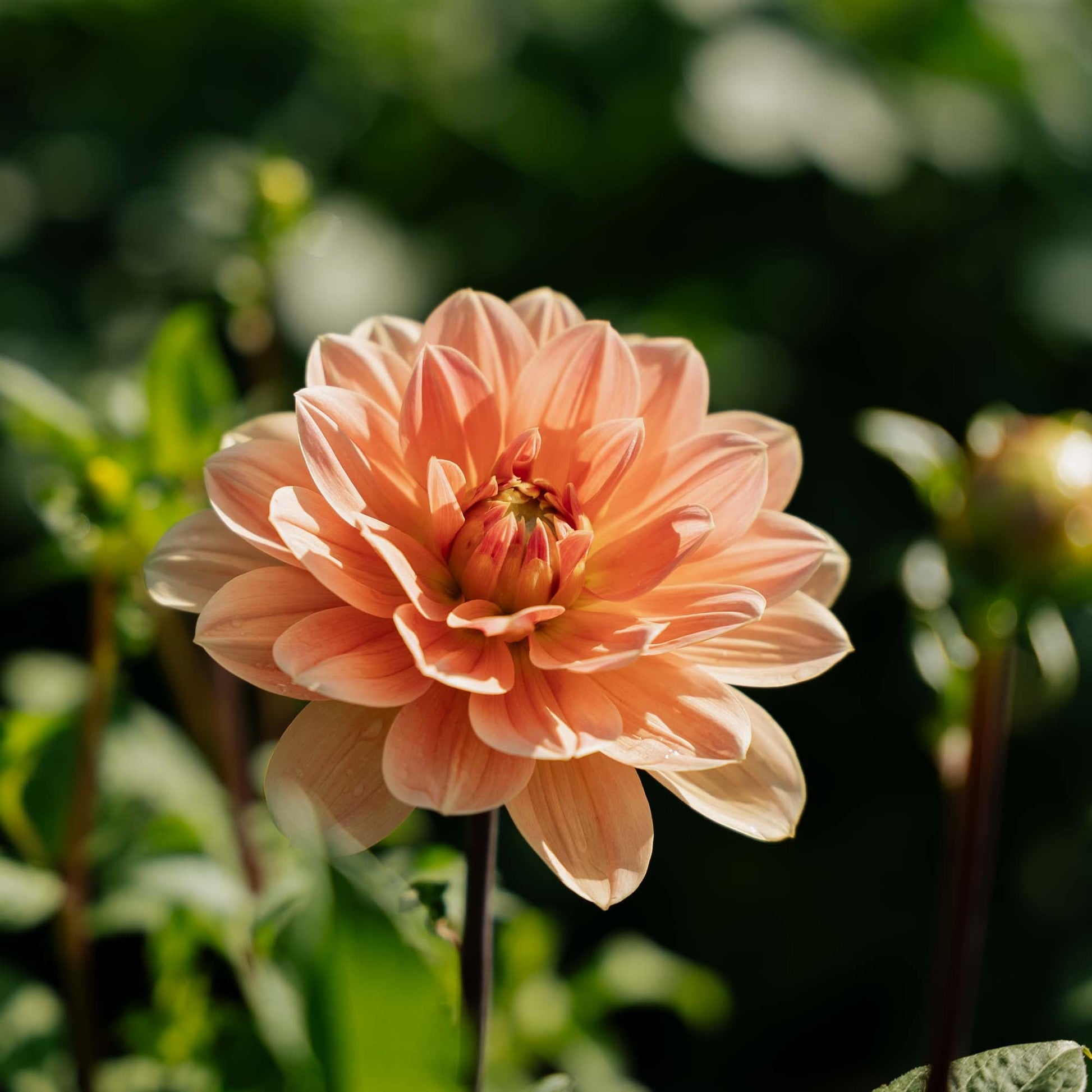 Dalia 'Apricot Desire'