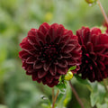 Dalia 'Arabian Night'