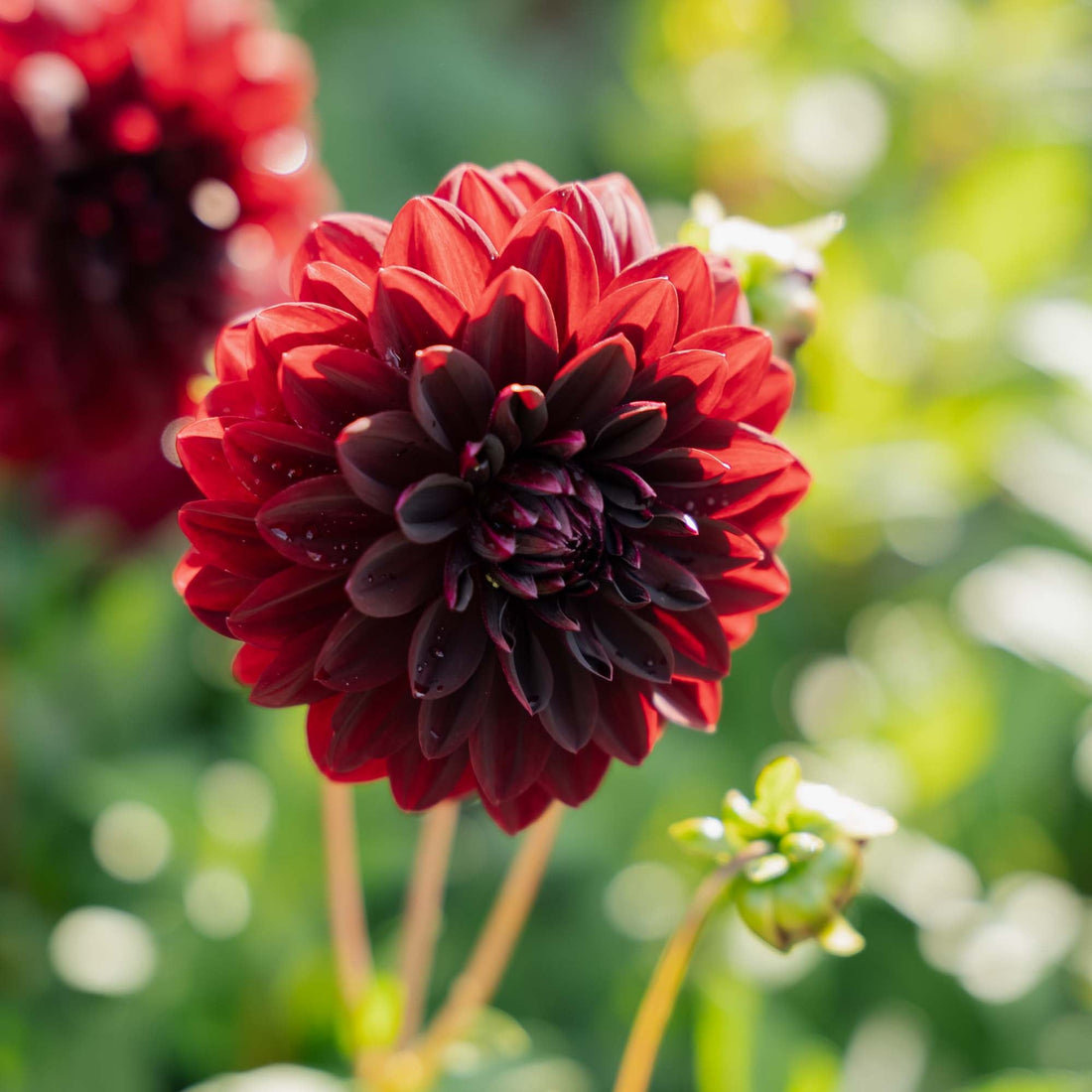 Dalia 'Arabian Night'