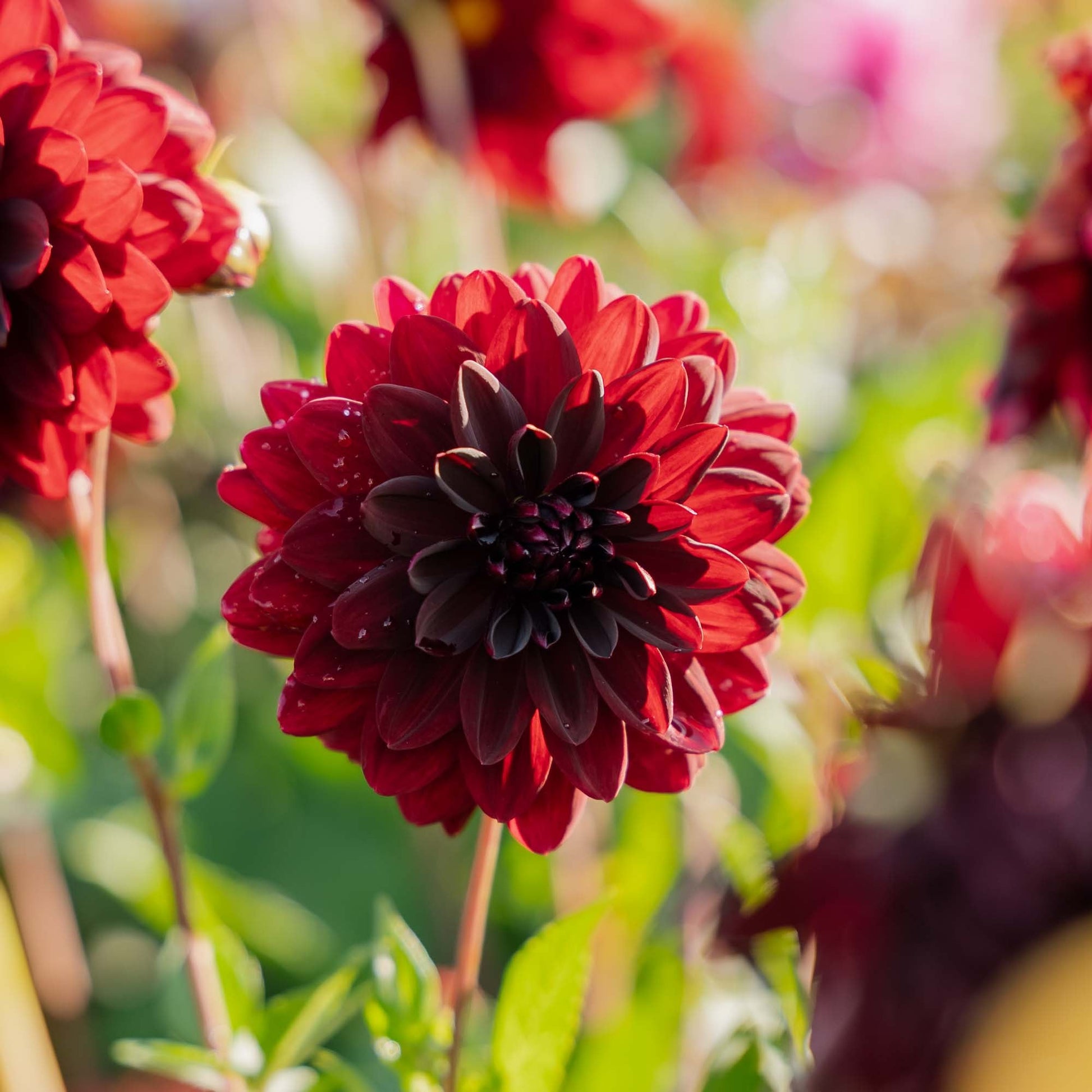Dalia 'Arabian Night'