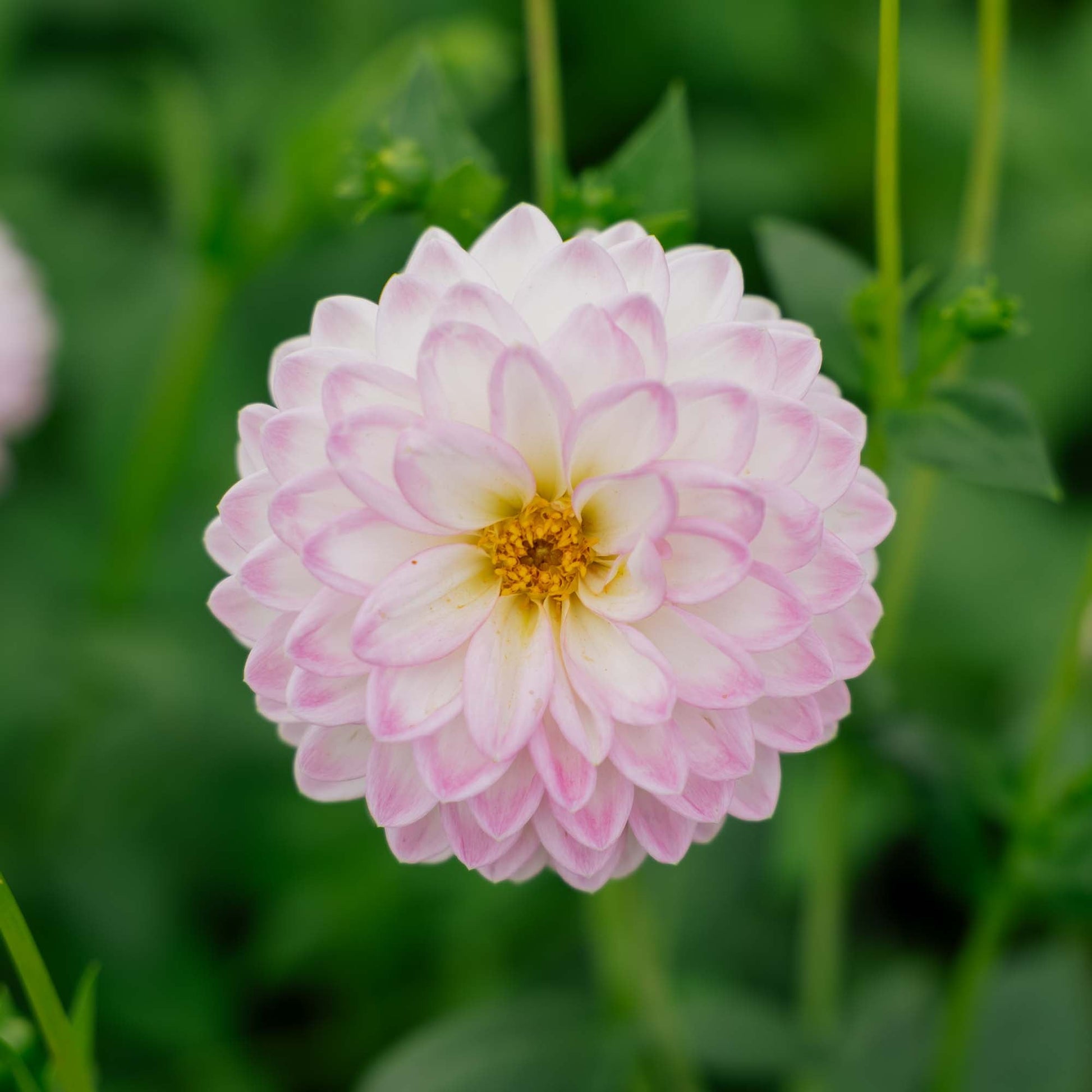Dalia 'Arbatax'