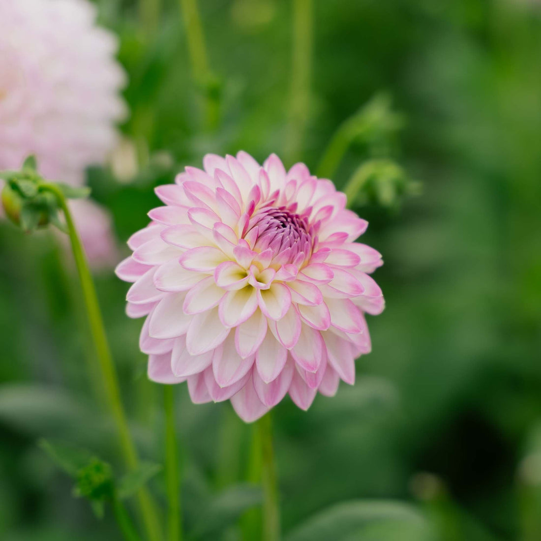 Dalia 'Arbatax'