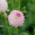 Dalia 'Arbatax'