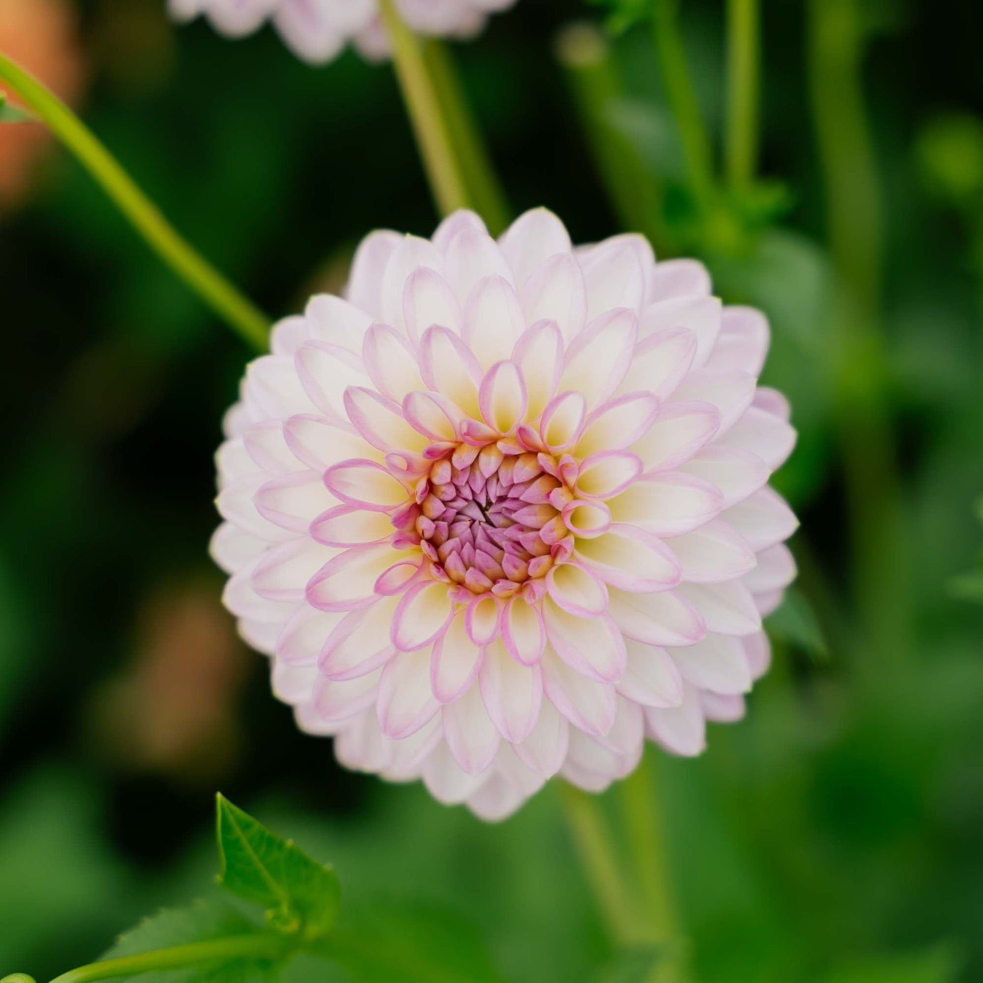 Dalia 'Arbatax'