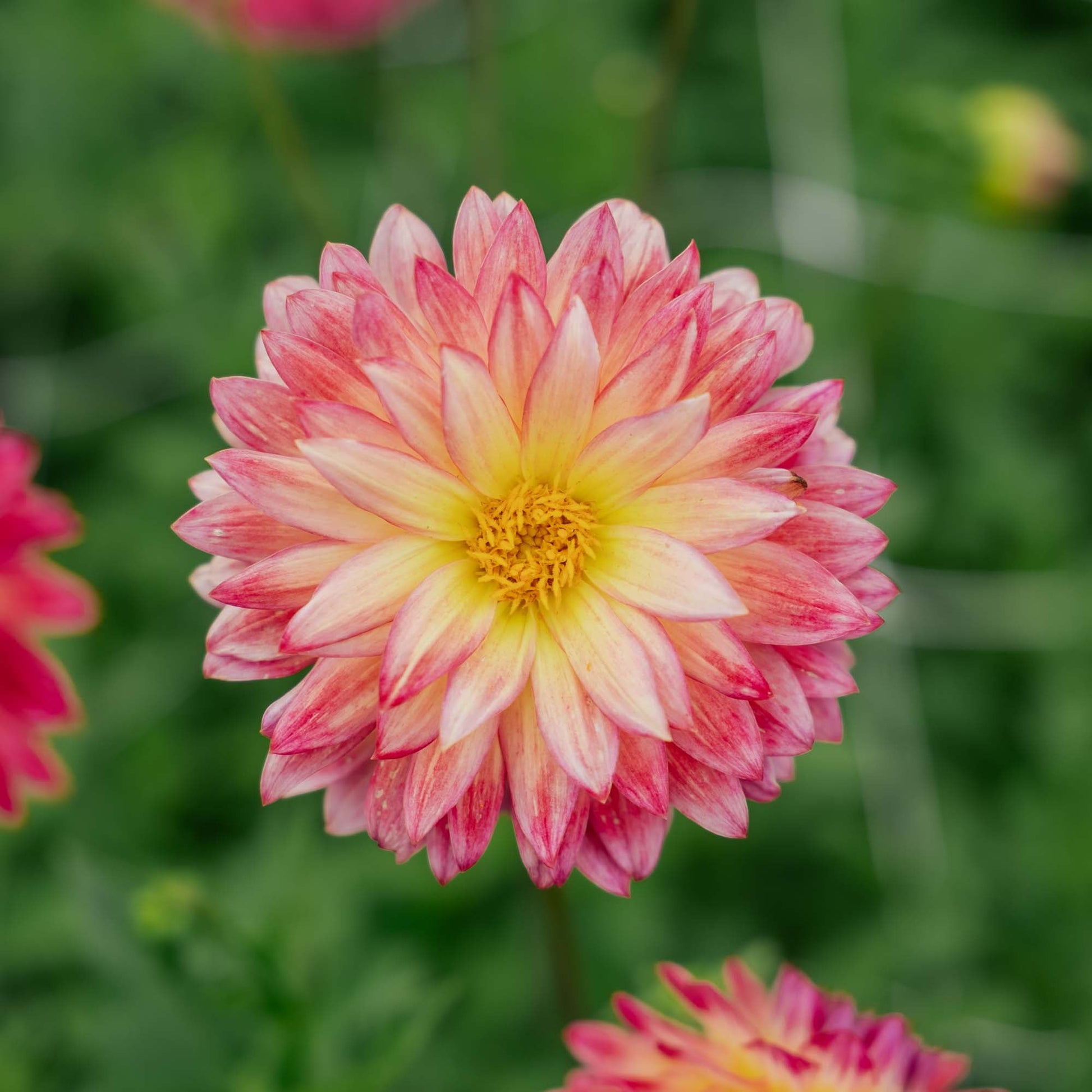 Dalia 'Armateras'